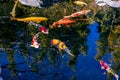 Zen scene of koi fish and reflections in water