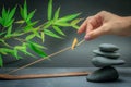 Zen spa basalt stones and green bamboo leaves on black background. Lighting incense. Royalty Free Stock Photo