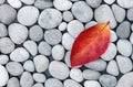 Zen stones background with red fallen leaf, autumn nature meditation Royalty Free Stock Photo