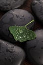 Zen stones and ginko biloba leaves with water drops Royalty Free Stock Photo