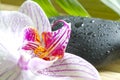 Zen stones with orchid abstract closeup still life