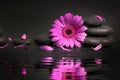 Zen stones and pink flower with petals and water reflection on black background. spa and wellness Royalty Free Stock Photo