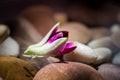 Zen Stones with Pink orchid flower float on the water morning light Royalty Free Stock Photo