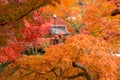 Zen temple roof among orange and red autumn trees in Kyoto Royalty Free Stock Photo
