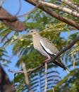 Zenaida asiatica, white-winged