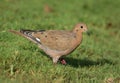 Zenaida Dove