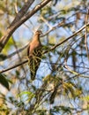 Zenaida Dove in the thicket of the cuban rainforest