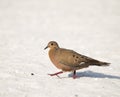 Zenaida Dove Walks on the Beach in the Yucatan, Mexico