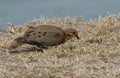 Zenaida Dove (Zenaida aurita)