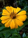 zenia flower, graceful zenia flower, yellow zenia in the cold morning