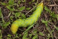 Zenith view of an acherontia atropos caterpillar. macro photography Royalty Free Stock Photo