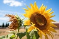 zenith view of a wilted sunflower plant next to a bloomed sunflower