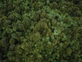 Zenithal shot of the green canopy of the trees in a lush and calm forest full of vegetation, rotorua, new zealand