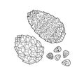 Zentangle the Baikal pinecones