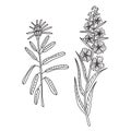 Zentangle the Baikal wildflowers: Cyprus and rosemary