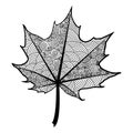 Zentangle black and white leaf of the tree maple.