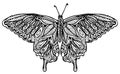 Zentangle butterfly vector