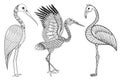 Zentangle Hand drawn Stork, Flamingo, Brolga for adult antistress coloring pages, post card, t-shirt print, fabric. Bird set