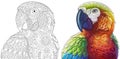 Zentangle macaw parrots Royalty Free Stock Photo