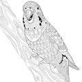 Zentangle stylized budgie parrot