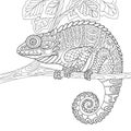 Zentangle stylized chameleon