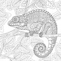 Zentangle stylized chameleon Royalty Free Stock Photo