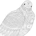 Zentangle stylized dove or pigeon