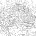 Zentangle stylized hippopotamus (hippo)