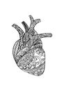 Zentangle stylized Human heart