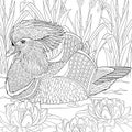 Zentangle stylized mandarin duck Royalty Free Stock Photo