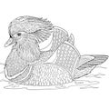 Zentangle stylized mandarin duck Royalty Free Stock Photo