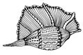 Zentangle stylized shell Royalty Free Stock Photo