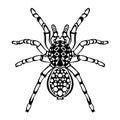 Zentangle stylized spider. Sketch for tattoo or t-shirt. Royalty Free Stock Photo