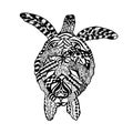 Zentangle stylized turtle. Sketch for tattoo or t-shirt.