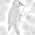 Zentangle stylized woodpecker