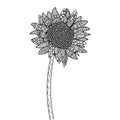 zentangle sunflower coloring page with decorative flower background design illustration