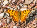 Zephyr Angelwing Butterfly Royalty Free Stock Photo