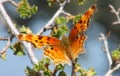 Zephyr Anglewing Hoary Comma Butterfly