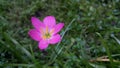 Zephyr flower pink in garden