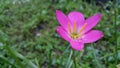 Zephyr flower pink in garden
