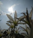 Zephyr flower and Sun