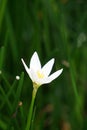 Zephyranthes Also called fairy lily, rain flower, zephyr lily, magic lily with a natural background Royalty Free Stock Photo