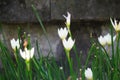 Zephyranthes Also called fairy lily, rain flower, zephyr lily, magic lily with a natural background Royalty Free Stock Photo