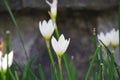 Zephyranthes Also called fairy lily, rain flower, zephyr lily, magic lily with a natural background Royalty Free Stock Photo