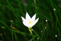 Zephyranthes Also called fairy lily, rain flower, zephyr lily, magic lily with a natural background Royalty Free Stock Photo