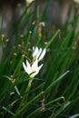 Zephyranthes Also called fairy lily, rain flower, zephyr lily, magic lily with a natural background Royalty Free Stock Photo