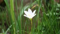 Zephyranthes (Also called fairy lily, rain flower, zephyr lily, magic lily) with a natural background Royalty Free Stock Photo
