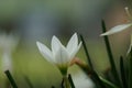 Zephyranthes Also called fairy lily, rain flower, zephyr lily, magic lily with a natural background Royalty Free Stock Photo