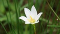 Zephyranthes (Also called fairy lily, rain flower, zephyr lily, magic lily) with a natural background Royalty Free Stock Photo