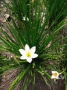 Zephyranthes atamasca, commonly known as atamasco-lily or more commonly rain-lily, is native to the southeastern United States. Royalty Free Stock Photo